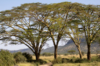 Iconic trees of the Serengeti Savannah