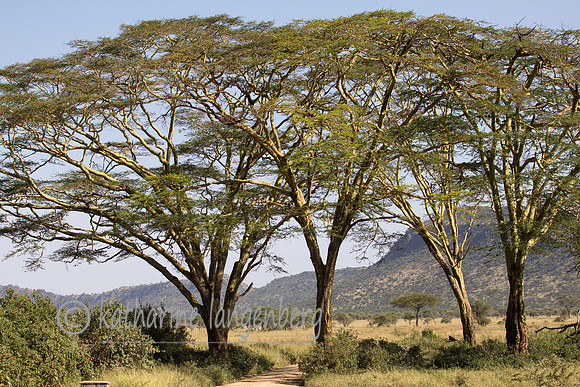 Iconic trees of the Serengeti Savannah