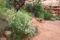 Trail to Morning Glory Bridge/arch, Moab